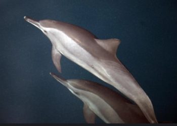 الدلافين