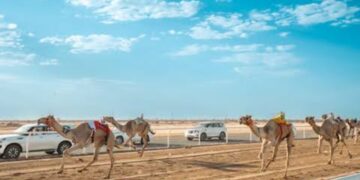 ميدان الهجن بنجران يقيم سباق سنّ المفاريد.. السبت