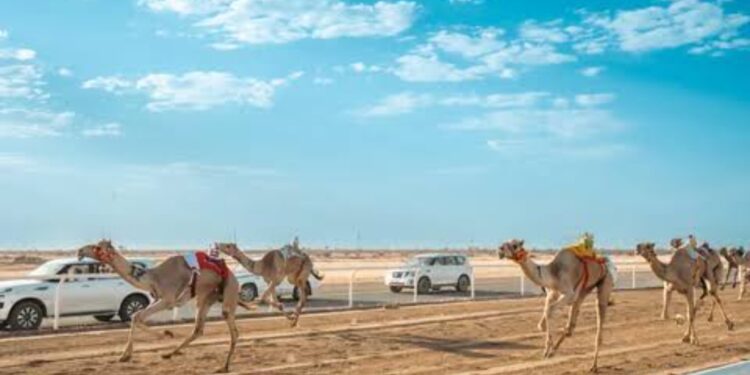 ميدان الهجن بنجران يقيم سباق سنّ المفاريد.. السبت