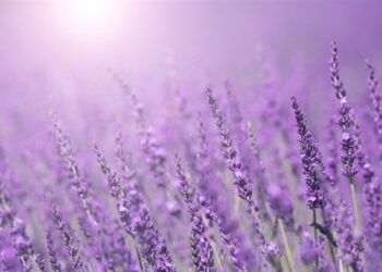 الأرجواني ليس حقيقيًا.. اكتشف السر وراء خدعة اللون البصرية