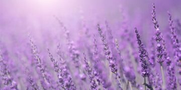 الأرجواني ليس حقيقيًا.. اكتشف السر وراء خدعة اللون البصرية