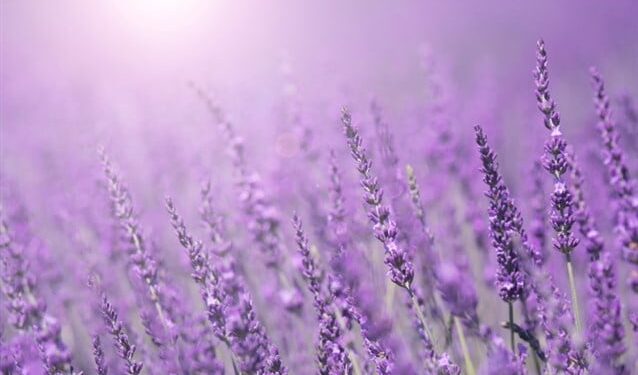 الأرجواني ليس حقيقيًا.. اكتشف السر وراء خدعة اللون البصرية