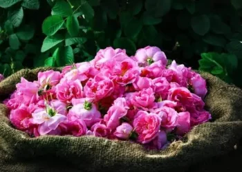 الورد الطائفي