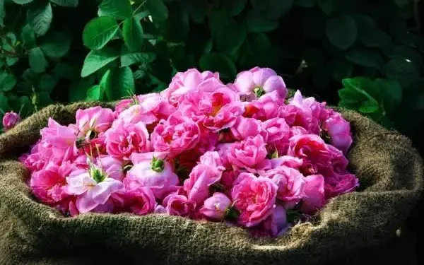 الورد الطائفي