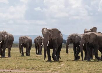 دراسة: الأفيال تختار مساراتها وفقًا لأقل جهد واستهلاك للطاقة