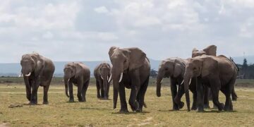 دراسة: الأفيال تختار مساراتها وفقًا لأقل جهد واستهلاك للطاقة