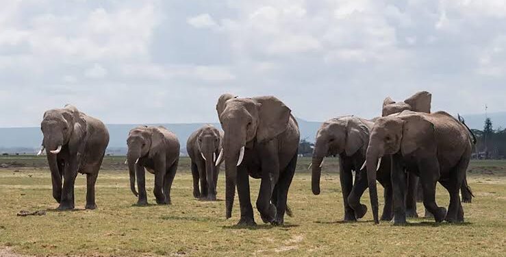 دراسة: الأفيال تختار مساراتها وفقًا لأقل جهد واستهلاك للطاقة