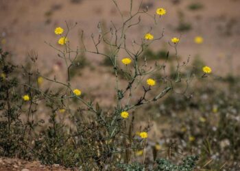 الطبيعة تعود للحياة في الحدود الشمالية.. النباتات البرية تزين المشهد من جديد