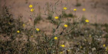 الطبيعة تعود للحياة في الحدود الشمالية.. النباتات البرية تزين المشهد من جديد