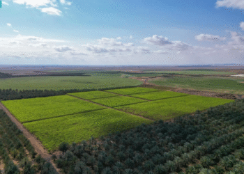 الليمون والبرتقال يزهران في تبوك.. مزارع الحمضيات تتفتح على مساحة 8000 دونم