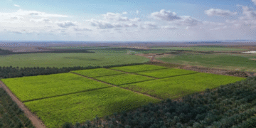 الليمون والبرتقال يزهران في تبوك.. مزارع الحمضيات تتفتح على مساحة 8000 دونم