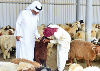 أماكن بيع الأضاحي في السعودية