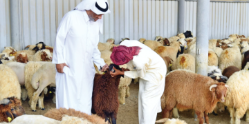 أماكن بيع الأضاحي في السعودية