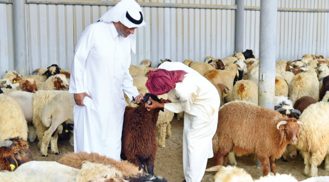 أماكن بيع الأضاحي في السعودية