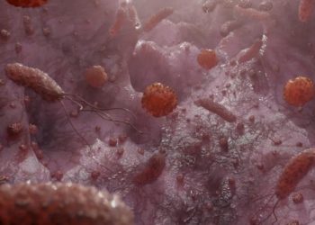 فطر يعلاج الامراض الكبيدية