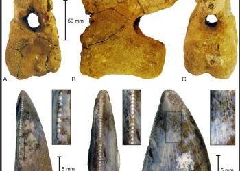 اكتشاف أول هيكل ديناصور بالسعودية