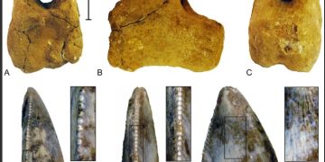 اكتشاف أول هيكل ديناصور بالسعودية
