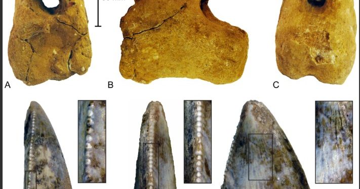 اكتشاف أول هيكل ديناصور بالسعودية