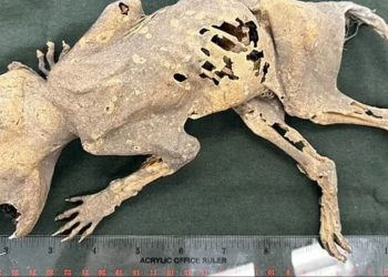 خلوق غامض يده تشبه البشر