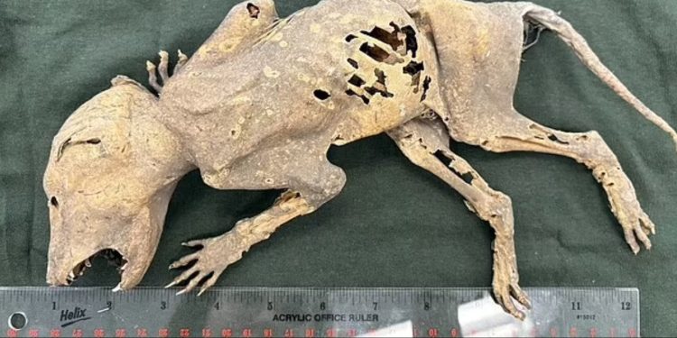 خلوق غامض يده تشبه البشر