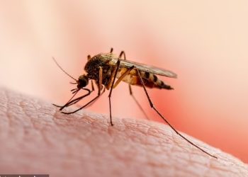 فيروس قاتل في بعوض بريطانيا لأول مرة.. هل اقترب خطر “شلل غرب النيل”؟
