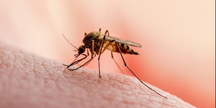 فيروس قاتل في بعوض بريطانيا لأول مرة.. هل اقترب خطر “شلل غرب النيل”؟