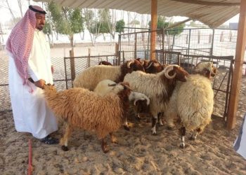 احجز الآن .. إطلاق خدمة حجز مواقع بيع الأضاحي في الرياض