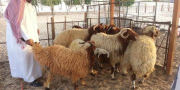 احجز الآن .. إطلاق خدمة حجز مواقع بيع الأضاحي في الرياض