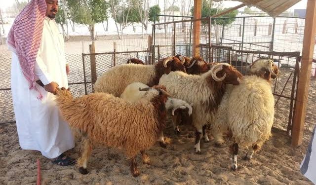 احجز الآن .. إطلاق خدمة حجز مواقع بيع الأضاحي في الرياض