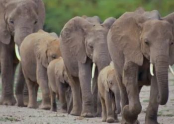 دولة إفريقية تذبح عشرات الأفيال وتوزع لحومها على السكان لمواجهة الجفاف وتجاوز الطاقة الاستيعابية