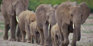 دولة إفريقية تذبح عشرات الأفيال وتوزع لحومها على السكان لمواجهة الجفاف وتجاوز الطاقة الاستيعابية