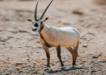 عودة الحياة البرية إلى محمية نيوم.. خطوة بيئية رائدة في المملكة