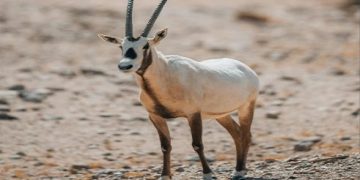 عودة الحياة البرية إلى محمية نيوم.. خطوة بيئية رائدة في المملكة