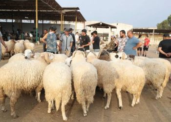 أون لاين.. منصات إلكترونية لشراء الأضاحي «فيديو»