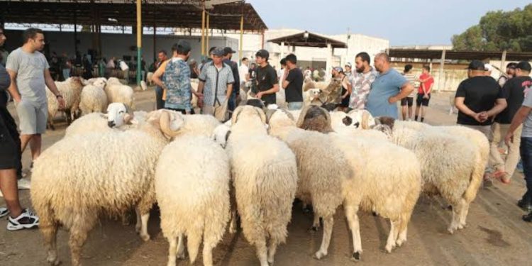 أون لاين.. منصات إلكترونية لشراء الأضاحي «فيديو»