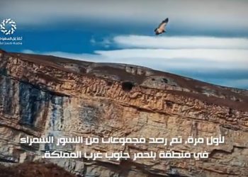 السعودية تفاجئ العالم باكتشاف جديد في سمائها.. النسور السمراء تتكاثر لأول مرة في “بلحمر”