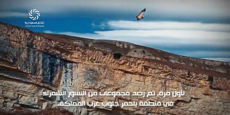 السعودية تفاجئ العالم باكتشاف جديد في سمائها.. النسور السمراء تتكاثر لأول مرة في “بلحمر”
