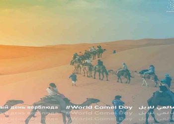 إنجاز سعودي.. المدينة الصناعية الأولى للإبل بالأفلاج تُطلق مرحلة جديدة من التنمية البيئية والثقافية