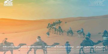 إنجاز سعودي.. المدينة الصناعية الأولى للإبل بالأفلاج تُطلق مرحلة جديدة من التنمية البيئية والثقافية