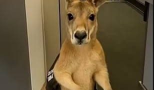 كنغر يحمل بطاقة سفر ويصعد إلى الطائرة.. ما حقيقة الفيديو المتداول؟