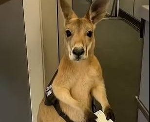 كنغر يحمل بطاقة سفر ويصعد إلى الطائرة.. ما حقيقة الفيديو المتداول؟