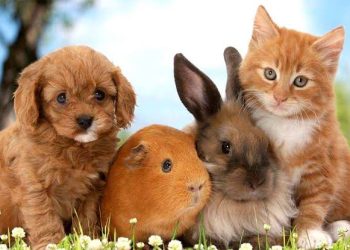 أبرزها الحيوانات الأليفة.. أغرب 4 أشياء نسيها النزلاء داخل غرف الفنادق