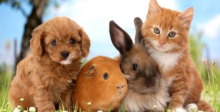 أبرزها الحيوانات الأليفة.. أغرب 4 أشياء نسيها النزلاء داخل غرف الفنادق