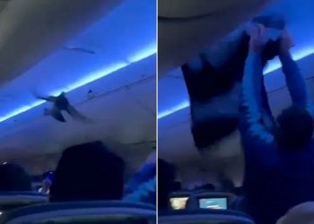 في واقعة طريفة.. حمامتان تسرقان الأضواء وتؤجل إقلاع طائرة أميركية مرتين