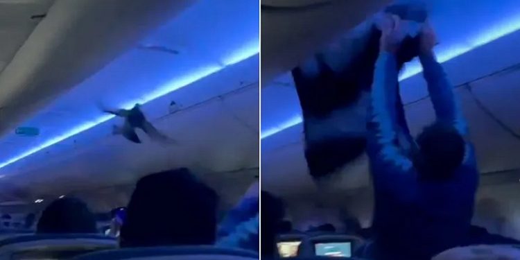 في واقعة طريفة.. حمامتان تسرقان الأضواء وتؤجل إقلاع طائرة أميركية مرتين