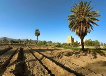 نجران.. واحة زراعية صاعدة تستقطب الاستثمارات وتتصدر إنتاج البن والعنب