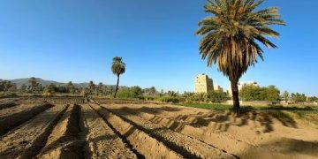 نجران.. واحة زراعية صاعدة تستقطب الاستثمارات وتتصدر إنتاج البن والعنب