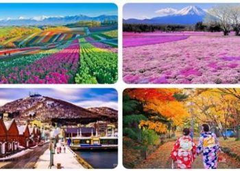 وجهة صيفية لا تُفوت.. هوكايدو ترحب بالمسافرين من الخليج وتعيد رسم السياحة اليابانية
