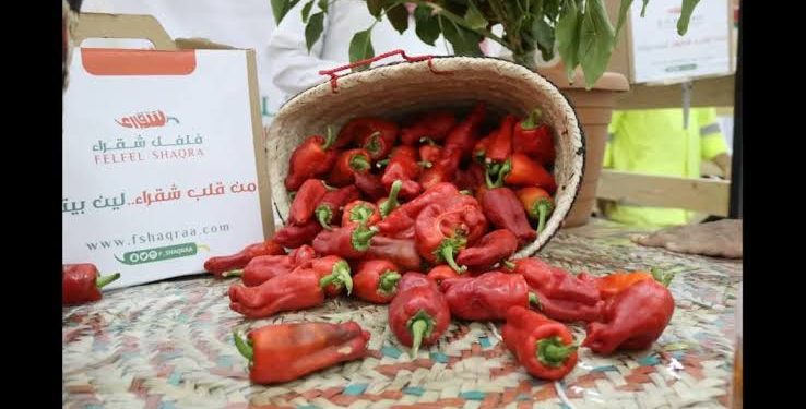 عودة موسم فلفل شقراء.. مذاق محلي يلتقي بالتراث في أجواء احتفالية فريدة