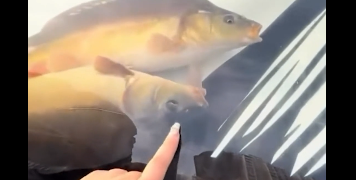 غطاء سيارة حوض سمك